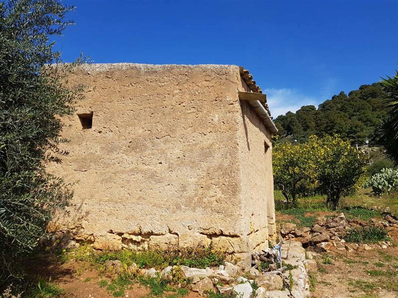 Ulivo Secolare ALBERO SECOLARE IN ZOLLA - Balestrate (Palermo)